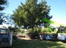 Kwikfynd Tree Management Services
ringwoodeast